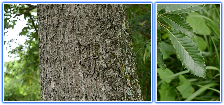 写真 クヌギの木と葉
