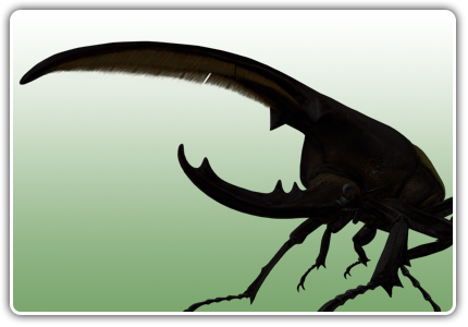 伝説の巨大甲虫　「ヘルクレスオオカブト」