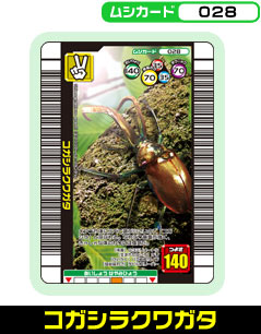 �R�K�V���N���K�^